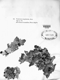 Nephroma resupinatum image